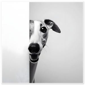 Peeping Greyhound Poster Print - Stunning Black & White Art - Gift for Greyhound Lovers