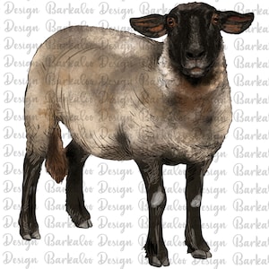 Suffolk Ewe Png Sublimation Design, Suffolk Sheep Png, Suffolk Ewe Png