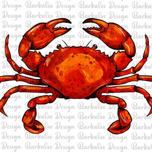 May include: A watercolour illustration of a red crab with its claws raised. The crab is drawn in a realistic style with detailed markings on its shell and legs.