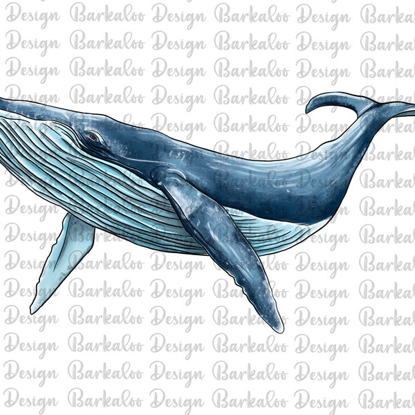 Humpback Whale Png Sublimation Design, Hand Drawn Whale Png, Whale Portrait Png, Whale Clipart, Sea Animals Png, Digital Download