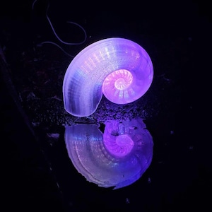 May include: A luminescent seashell in purple and blue hues, reflected in a dark surface. The spiral form is lit, producing a captivating effect against the black backdrop. The shell's texture is visible, creating a beautiful image.