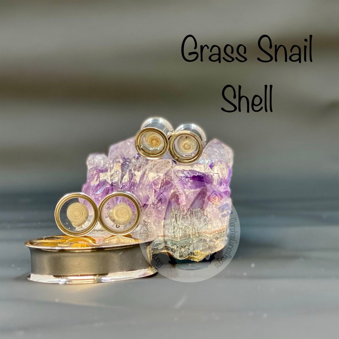 REAL Grass Snail Shells in Tunnels * Gauges *plugs - Etsy