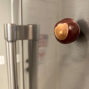 May include: A brown and tan conker, or horse chestnut, is stuck to a stainless steel refrigerator door.