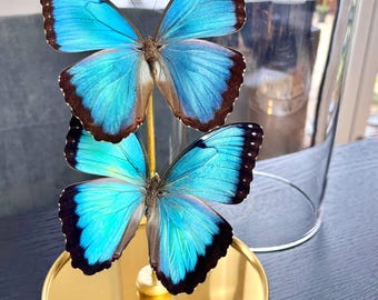 Echte vlinders onder een glazen koepel, goud op een voetstuk - Morpho peleides