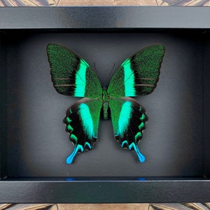 Papilio Blumei - preparation, framed, real butterfly in a picture frame 15x20