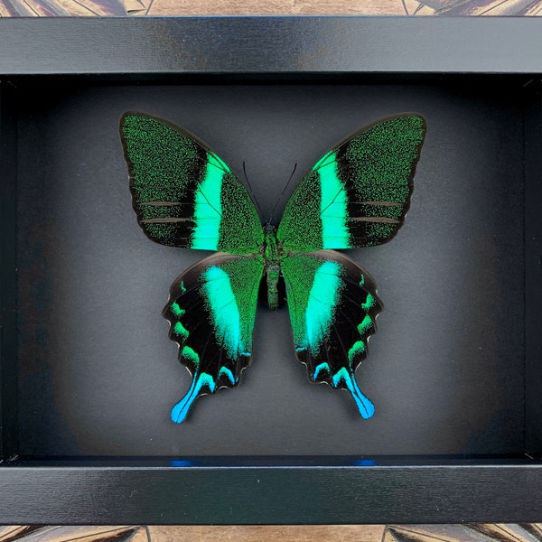 Papilio Blumei - specimen, framed, framed real butterfly in picture frame 15x20