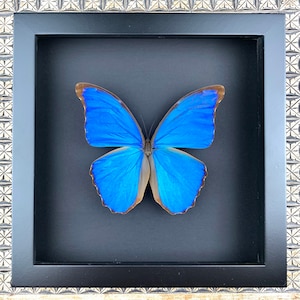 Puede incluir: Un espécimen de mariposa enmarcado con alas azul vibrante y bordes marrones. La mariposa está centrada sobre un fondo negro dentro de un marco negro, encerrada en un marco decorativo plateado y blanco.