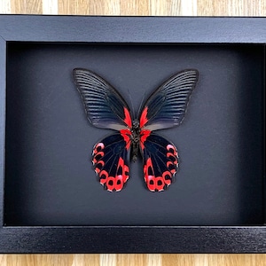 Papilio rumanzovia - preparation, framed, real butterfly in a picture frame 15x20