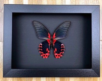 Papilio rumanzovia - preparation, framed, real butterfly in a picture frame 15x20