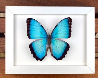Morpho Peleides preparation, framed, real butterfly in a picture frame 15x20