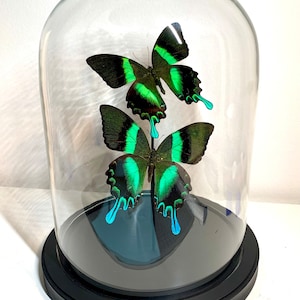 Real butterflies under glass bell on pedestal - Papilio Blumei