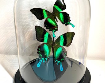 Echte vlinders onder glazen stolp op sokkel - Papilio Blumei