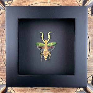 Praying Mantis Creobroter- preparation, framed, framed real insect in picture frame