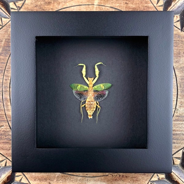 Gottesanbeterin Creobroter- Präparat, gerahmt, eingerahmtes echtes Insekt im Bilderrahmen