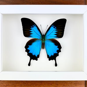 Papilio ulysses- preparation, framed, real butterfly in a picture frame 15x20