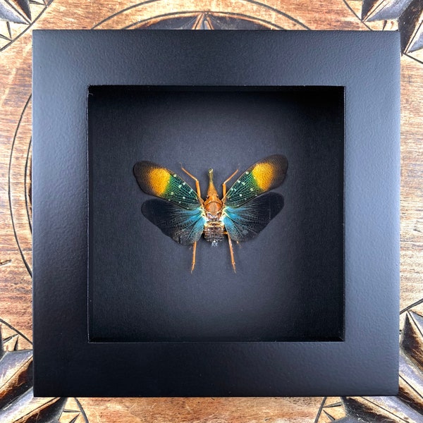 Pyrops Gunjii - specimen, framed, real insect in a picture frame