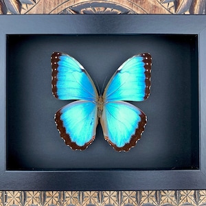 Morpho Peleides preparation, framed, real butterfly in a picture frame 15x20