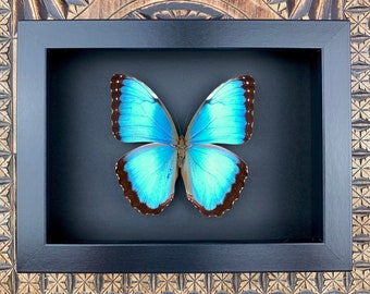 Morpho Peleides preparation, framed, real butterfly in a picture frame 15x20
