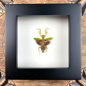 Praying Mantis Creobroter- preparation, framed, framed real insect in picture frame