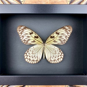 Papilio idea - preparation, framed, real butterfly in picture frame 15x20