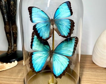 Véritables papillons sous cloche en verre doré sur socle - Morpho peleides