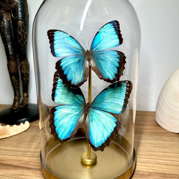 Véritables papillons sous cloche en verre doré sur socle - Morpho peleides