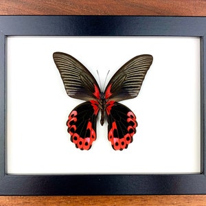 Papilio rumanzovia - preparation, framed, real butterfly in a picture frame 15x20