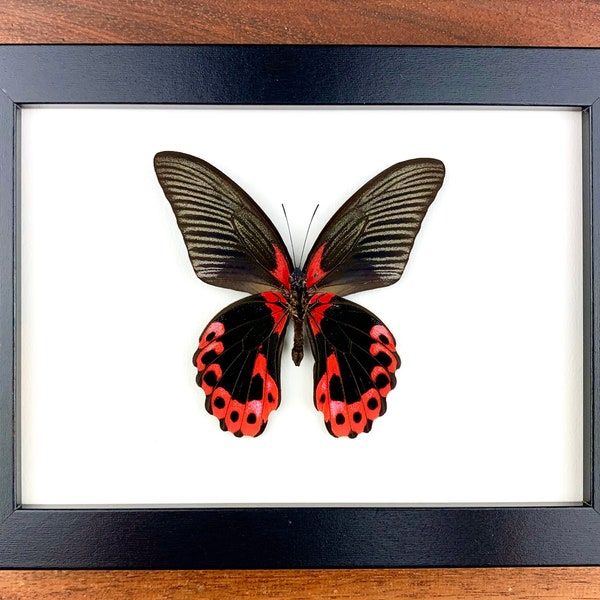 Papilio rumanzovia - specimen, framed, real butterfly in picture frame 15x20