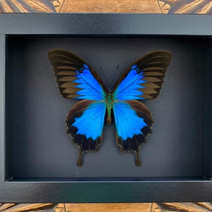 Papilio ulysses - preparation, framed, real butterfly in a picture frame 15x20