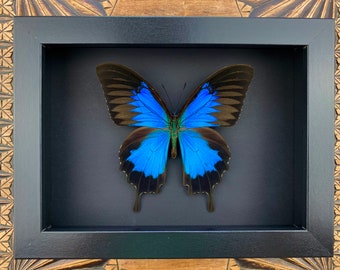 Papilio ulysses - preparation, framed, real butterfly in a picture frame 15x20