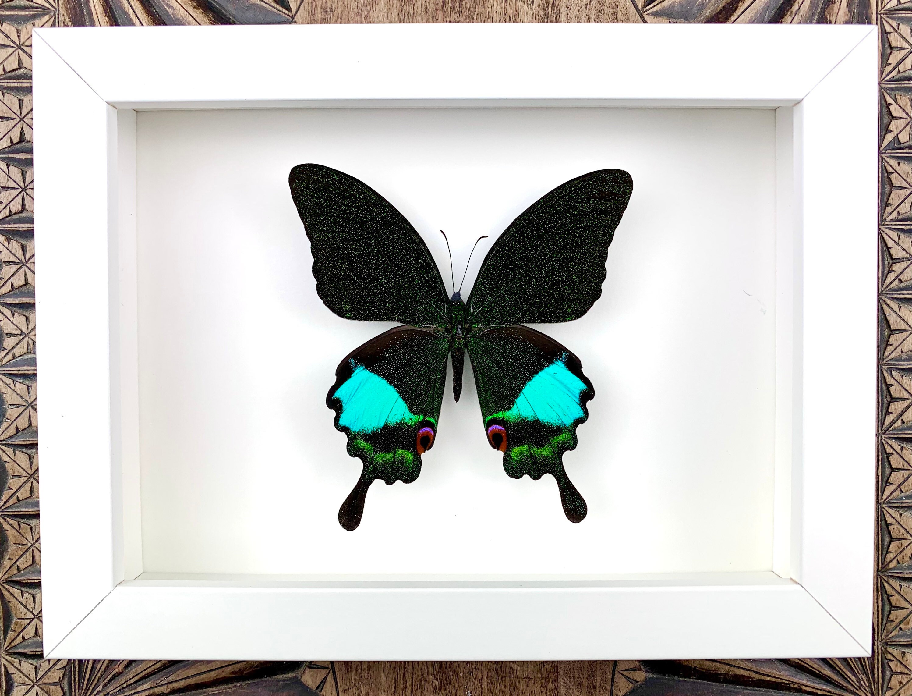 Papilio paris - preparation, framed, real butterfly in a picture frame 15x20