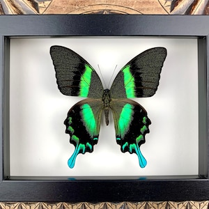 Papilio blumei- preparation, framed, real butterfly in a picture frame 15x20