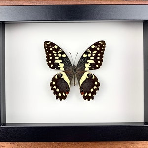 Papilio demodocus - preparation, framed, real butterfly in picture frame 15x20