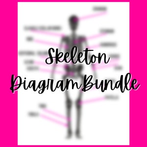 Labeled Skeleton Diagram Bundle - Downloadable PDF - Etsy