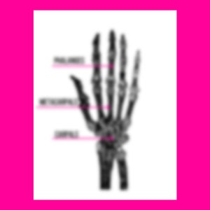 Labeled Skeleton Diagram Bundle - Downloadable PDF - Etsy