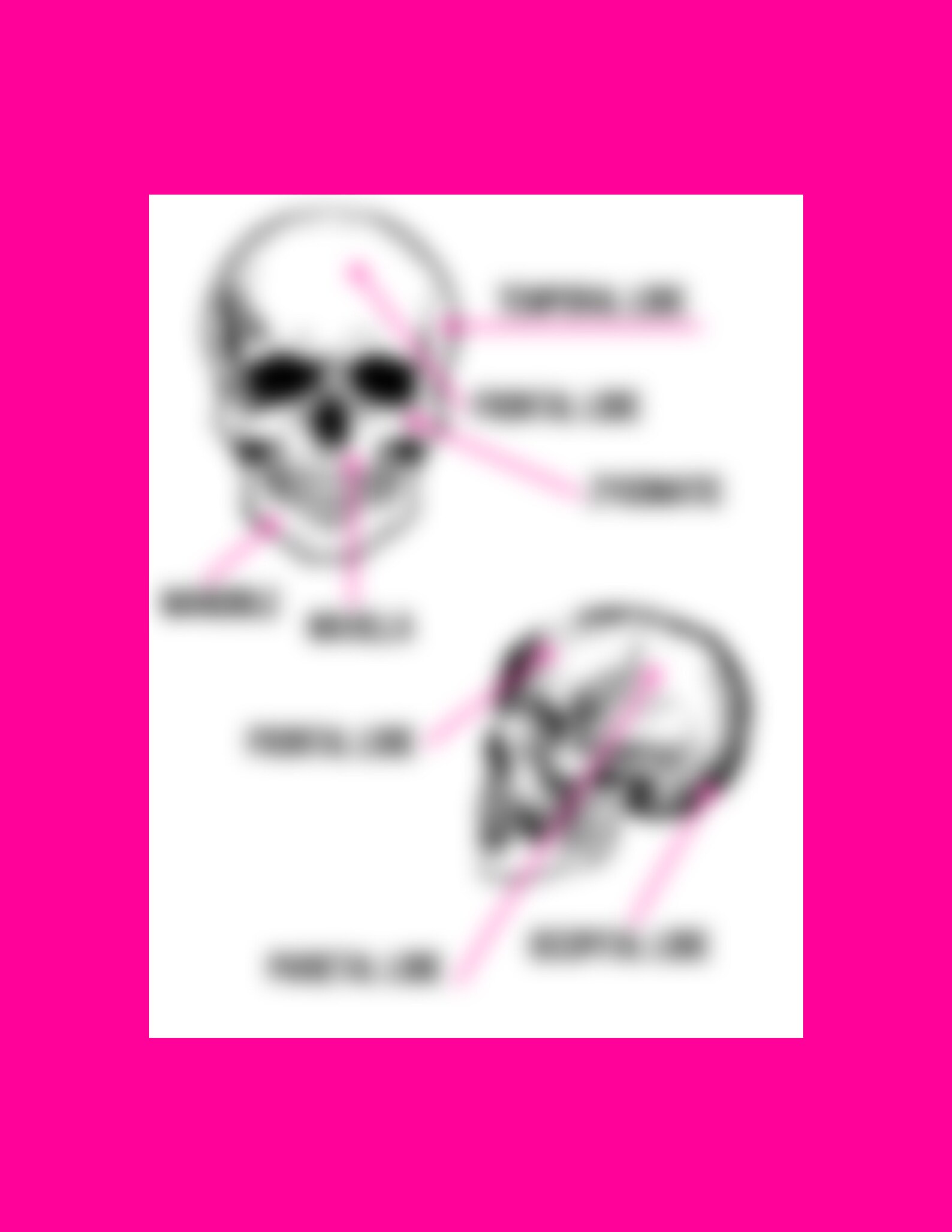 Labeled Skeleton Diagram Bundle - Downloadable PDF - Etsy