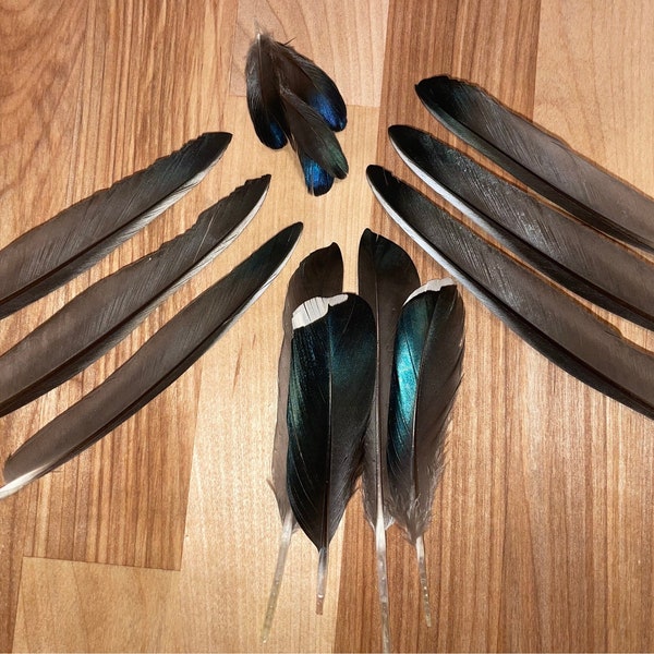 Wood Duck Feathers (Natural - Wild)