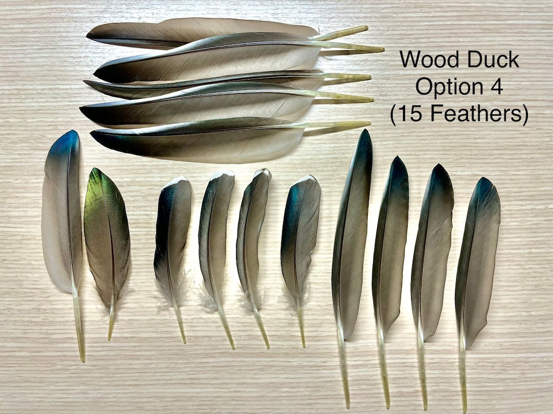 Wood Duck Feathers 17 natural Wild Etsy