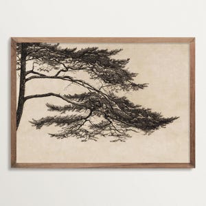 Impression d'art vintage pin croquis, décoration Cottagecore, impression eau-forte d'arbre, impression nature Japandi pour salon ou chambre à coucher Wabi Sabi
