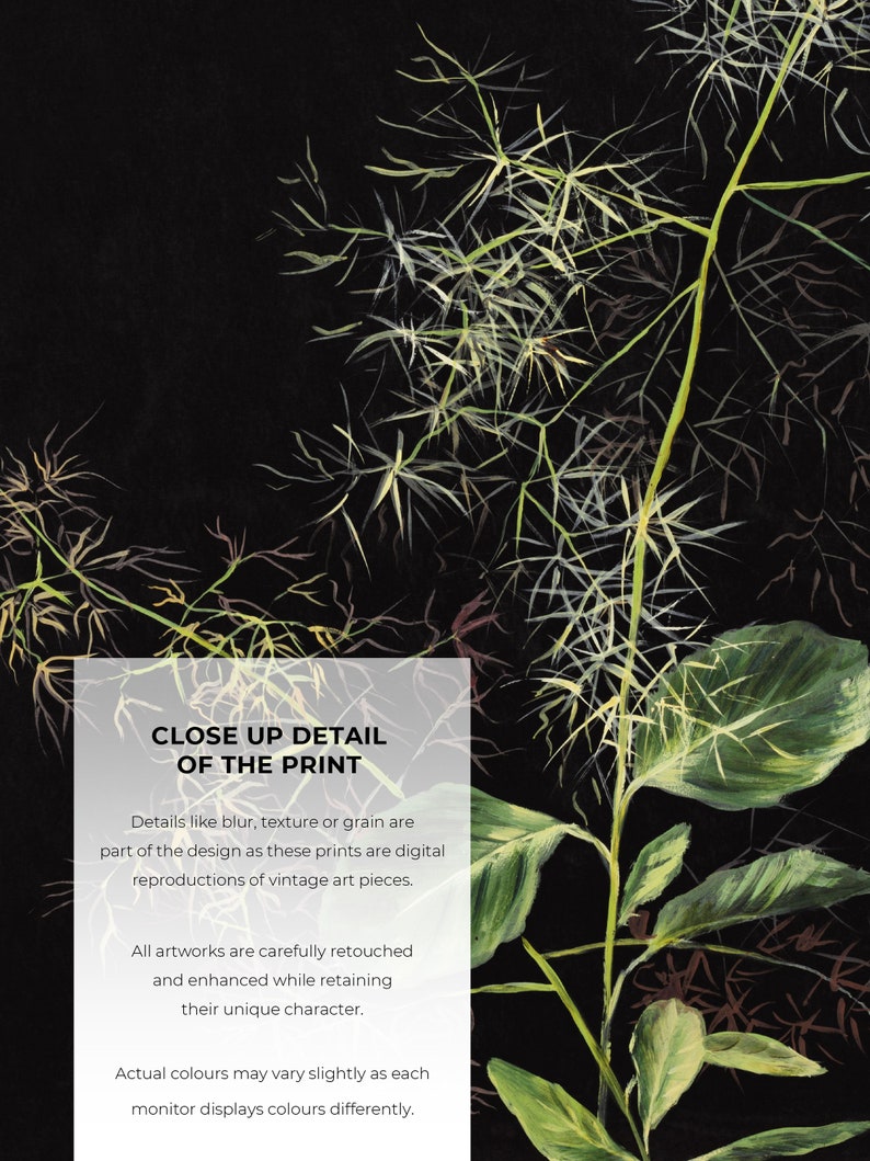 May include: Close-up detail of a botanical print featuring a green plant with delicate leaves against a black background. The text reads "Close Up Detail of the Print". Details like blur, texture or grain are part of the design as these prints are digital reproductions of vintage art pieces. All artworks are carefully retouched and enhanced while retaining their unique character. Actual colours may vary slightly as each monitor displays colours differently.