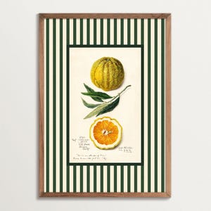 Framed botanical art print of an orange with green striped border, featuring a whole fruit, leaves, and a cross-section. Vintage-style design with hand-drawn details and warm natural tones.