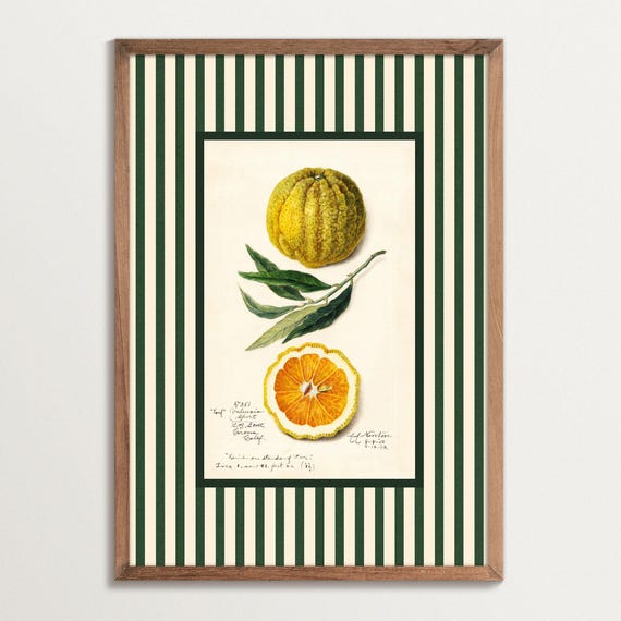 Vintage Citrus Print – French Country Kitchen Decor, Orange Fruit Botanical Art