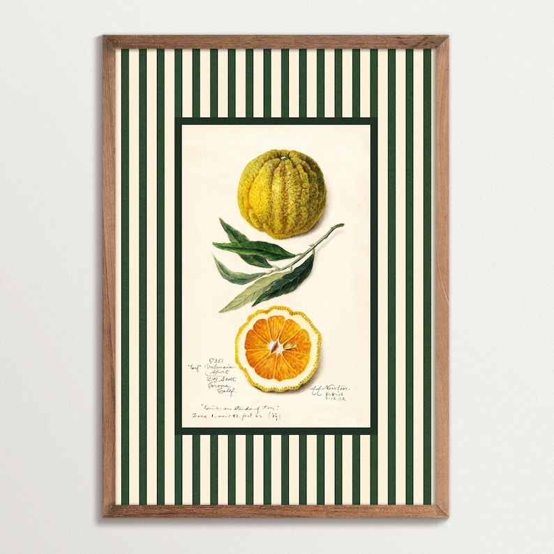 Framed botanical art print of an orange with green striped border, featuring a whole fruit, leaves, and a cross-section. Vintage-style design with hand-drawn details and warm natural tones.