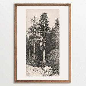 Stampa artistica di schizzo di albero vintage, arredamento cottagecore, incisione rustica di alberi, arredamento per la casa ispirato alla natura
