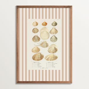 May include: A vintage illustration of various seashells, with a brown and white striped frame. The illustration is labelled with the scientific names of the shells, including "Cytherea punicea" and "Cytherea plana".