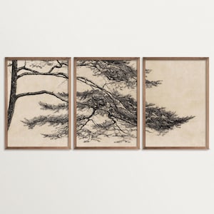 Vintage Pine Tree Etching Print Set of 3 Wall Art, Wabi Sabi Triptych Wall Art, Japandi Pine Tree Branch Print, Nature Decor for Living Room