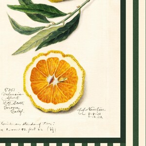 Zoomed-in view of the orange fruit illustration showing watercolor texture, handwritten botanical notes, and finely shaded citrus pulp details. Highlights the print’s vintage quality.