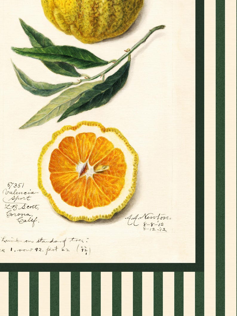 Zoomed-in view of the orange fruit illustration showing watercolor texture, handwritten botanical notes, and finely shaded citrus pulp details. Highlights the print’s vintage quality.