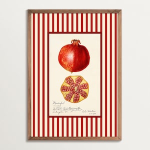 Decorazione murale vintage con frutta da cucina - Stampa botanica di melograno rosso a strisce, decorazione da cucina retrò, poster con illustrazione di cibo
