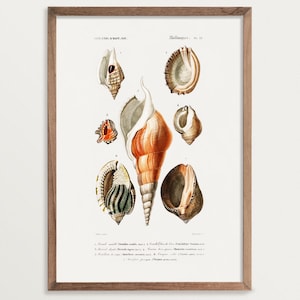 Vintage Seashell Print No. 01 | Beach Cottage Decor | Natural History Seashell Varieties
